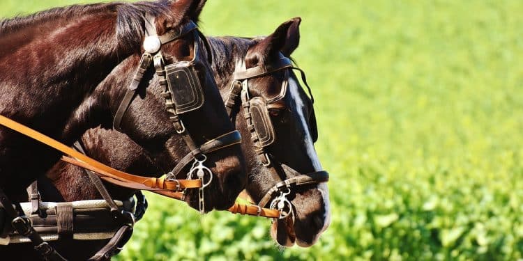 Nedelja za pamćenje: Sutra fijakerijada u srcu Podunavlja