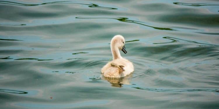 Šatrinačko jezero – kupanje, ribolov i miris Fruške gore