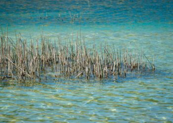 Šatrinačko jezero – kupanje, ribolov i miris Fruške gore