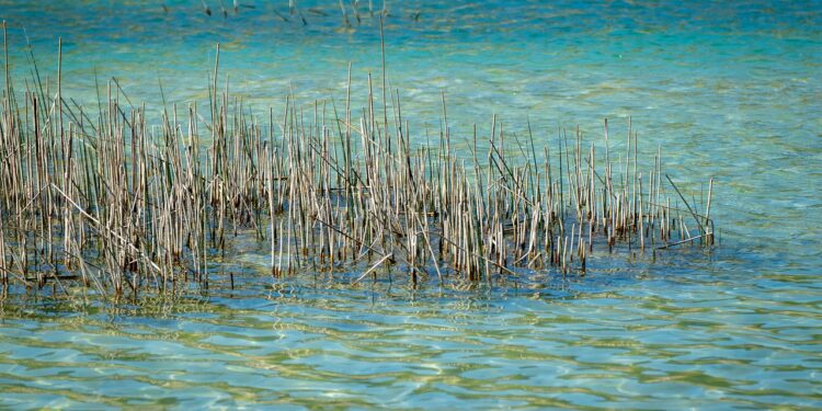 Šatrinačko jezero – kupanje, ribolov i miris Fruške gore