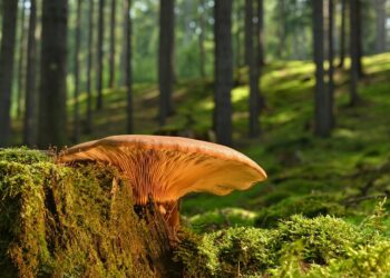 U divljini Babičke gore