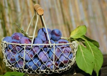 Dani šljive u Šumadiji od 1. do 3.avgusta: kad miris domaće rakije spoji ljude