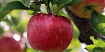 Crepaja u jesenjim bojama sutra dočekuje ljubitelje jabuka